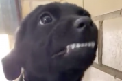앗, 눈부셔! 유기된 강아지의 환한 미소