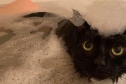 퐁당! 집사가 목욕할 때마다 뛰어드는 고양이