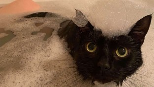 퐁당! 집사가 목욕할 때마다 뛰어드는 고양이