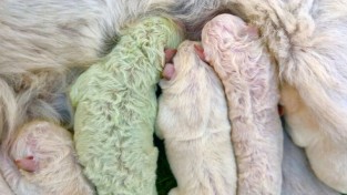 엄마가 시금치 먹었나? 초록색 강아지가 태어났어요!