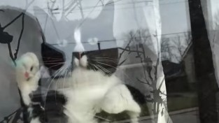 화낼 때마다 창문 두드리는 고양이 '너 일로 와 봐'
