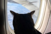 고양이를 '몰래' 반입한 승객에 분노한 항공사