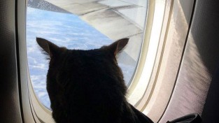 고양이를 '몰래' 반입한 승객에 분노한 항공사