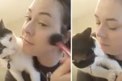 화장 방해하는 고양이와 집사의 눈치 싸움
