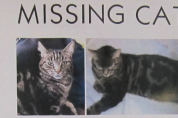 보상금은 없나요? 잃어버린 고양이를 찾아주었다가 비난에 시달리는 남성