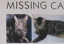 보상금은 없나요? 잃어버린 고양이를 찾아주었다가 비난에 시달리는 남성