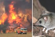 '얼마나 심각하길래' 호주 산불로 멸종위기를 맞은 동물들