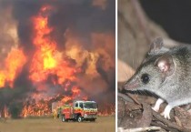 '얼마나 심각하길래' 호주 산불로 멸종위기를 맞은 동물들