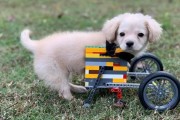 소년이 선물한 '레고 휠체어'를 탄 강아지!