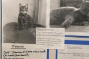 고양이 똥꼬에 대한 초등학생의 진지한 고찰