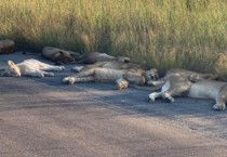 도로 위에서 평화롭게 낮잠 자는 사자들