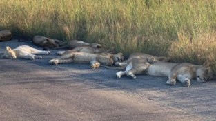 도로 위에서 평화롭게 낮잠 자는 사자들