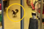 가게 안에서 '우다다 하는 길고양이'를 본 직원들 반응