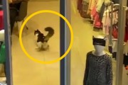 가게 안에서 '우다다 하는 길고양이'를 본 직원들 반응