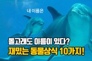 돌고래도 이름이 있다! 짦고 재밌는 동물 상식 10가지 (영상)