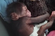 인형을 꼭 껴안은 아기 침팬지 '우리 엄마를 찾아주세요'