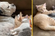 '표정만 마동석' 근엄한 표정으로 두 아기 고양이 모시는 불독