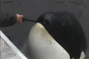 야생 범고래와 '막대 물어오기 놀이'하는 어부