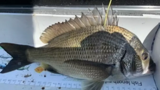 호주, 관광객 유치를 위해 '돈 되는 물고기' 1,000마리 방류
