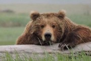 친구도 살려야죠! 위트 넘치는 미 국립공원의 야생 곰 대처법