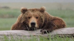 친구도 살려야죠! 위트 넘치는 미 국립공원의 야생 곰 대처법