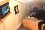 고양이의 마음을 얻기 위해 벽걸이 TV를 만든 새아빠
