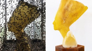 꿀벌이 만든 '이집트 여왕' 모양 벌집의 의미와 가격
