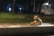[구조완료]주민에게 사랑받던 개, 11월 1일 안락사 예정