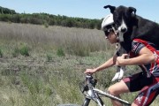 개가 구해야돼! 훈련을 중단한 사이클 선수들