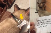 반려묘의 이중생활을 폭로한 편지 '가정 있는 고양이'