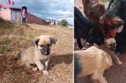 '나 인기 많구나' 버려진 강아지 오시토의 폭발적인 인기