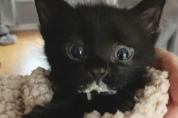 '불 타오르네' 우유 먹는 순간 눈이 '번쩍'하는 아기 고양이
