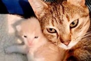 엄마와 이별한 아기 고양이들, 보호소에서 재회