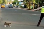 고양이를 위해 도로로 뛰어든 경찰
