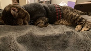 '벗기지 말란 말이애오' 스웨터를 입어야 잠드는 고양이