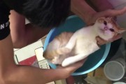 아기 목욕시키는 영상에 아기로 출연한 고양이 '뀨?'