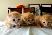 주황색 털 뭉치에 눈코입이? 화단에서 구조된 아기 고양이 3형제
