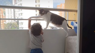 '떼끼!' 위험한 장난을 치는 아이를 혼내는 고양이