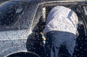 차에 갇힌 여왕벌을 구하기 위해 유리창을 깬 꿀벌들