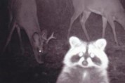 익명의 기자가 폭로한 '야생동물의 충격적 이중생활'