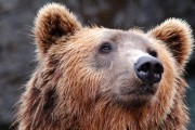 곰의 사형선고 소식에 들끓는 이탈리아 여론