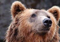 곰의 사형선고 소식에 들끓는 이탈리아 여론