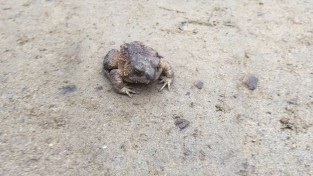 산책 중 만난 두꺼비를 위해 하루를 희생한 여성