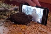 온라인 강의 듣는 아기 비둘기 '1강, 맛있게 먹자'