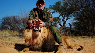 대중화되는 동물 사냥 "저렴한 가격에 사자 한 마리 죽이고 가세요"