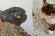 옹알이로 구조요청한 고양이 '아빠빠, 아기 새가 추락했어요!'