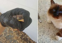 옹알이로 구조요청한 고양이 '아빠빠, 아기 새가 추락했어요!'