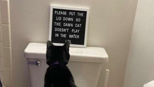 변기 뚜껑 닫으란 말에 '뚜껑' 열린 고양이