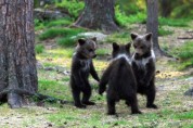 가위바위보! 아기 곰들이 노는 방법
