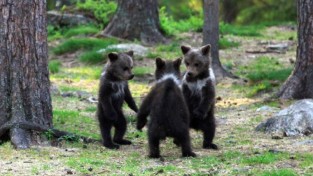 가위바위보! 아기 곰들이 노는 방법
